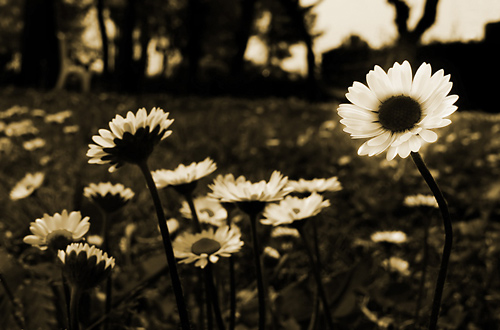 Black And White Daisy Photography. Tags: daisy, flower, foto,